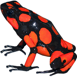 Harlequin Dart Frogs